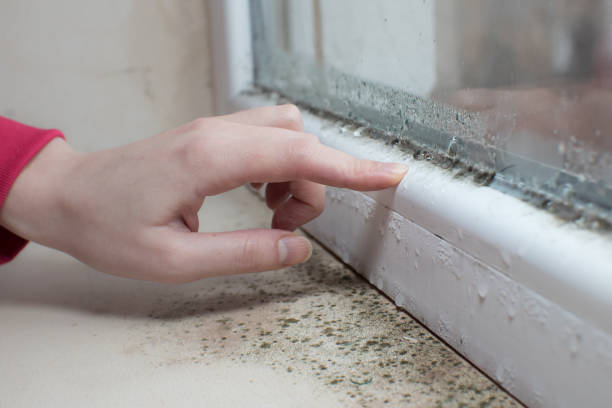 Best Crawl Space Mold Remediation  in Bude, MS