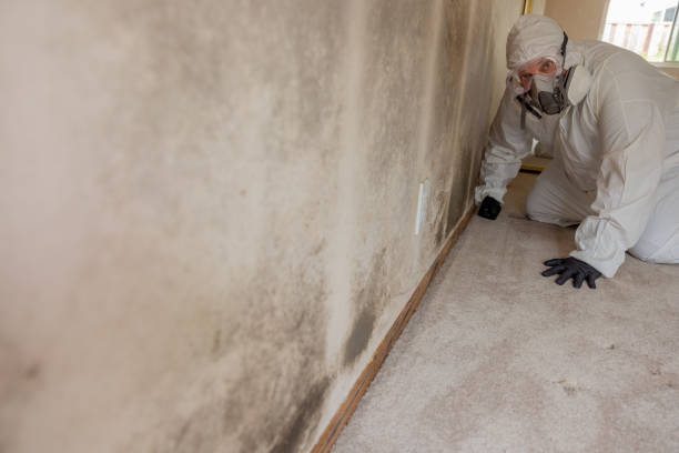 Best Emergency Mold Remediation  in Bude, MS
